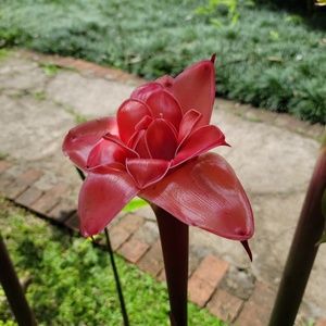 Meet your Posher, Grace